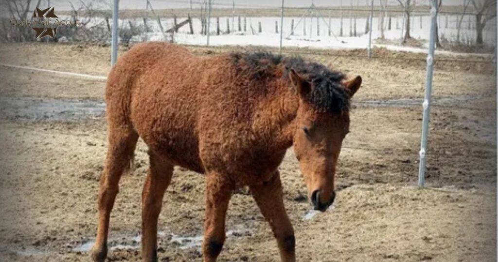 Can horses be born with curly hair