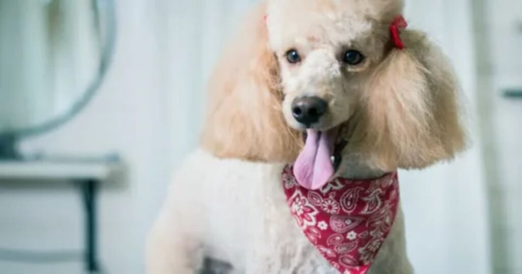 Curly Hair and Those Fancy Poodle Haircuts