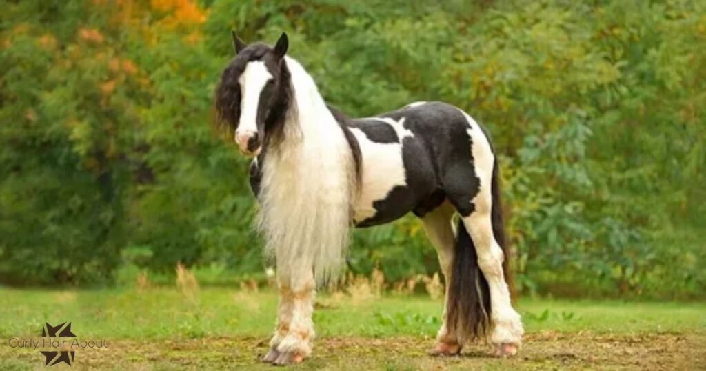 Curly-Haired Horse Breeds