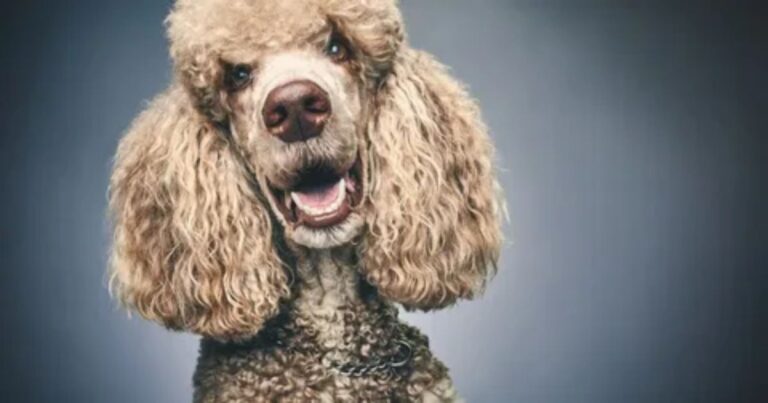 Do All Poodles Have Curly Hair